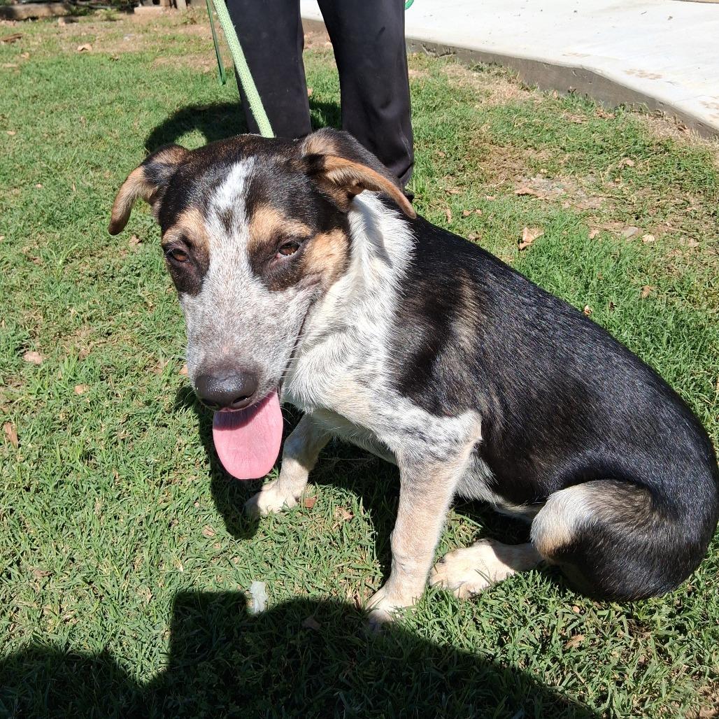 Enlarge Hal, a Adopted Australian Cattle Dog / Blue Heeler in Denison, TX image 2/5