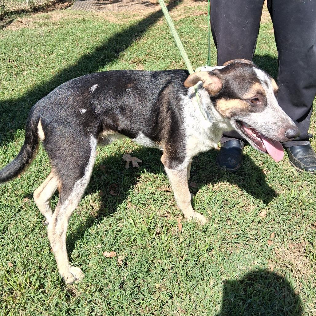 Enlarge Hal, a Adopted Australian Cattle Dog / Blue Heeler in Denison, TX image 3/5