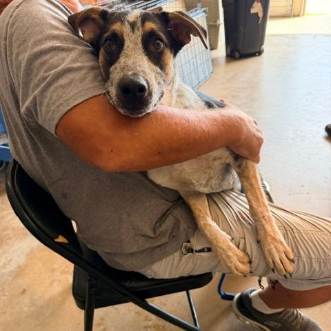 Enlarge Hal, a Adopted Australian Cattle Dog / Blue Heeler in Denison, TX image 4/5