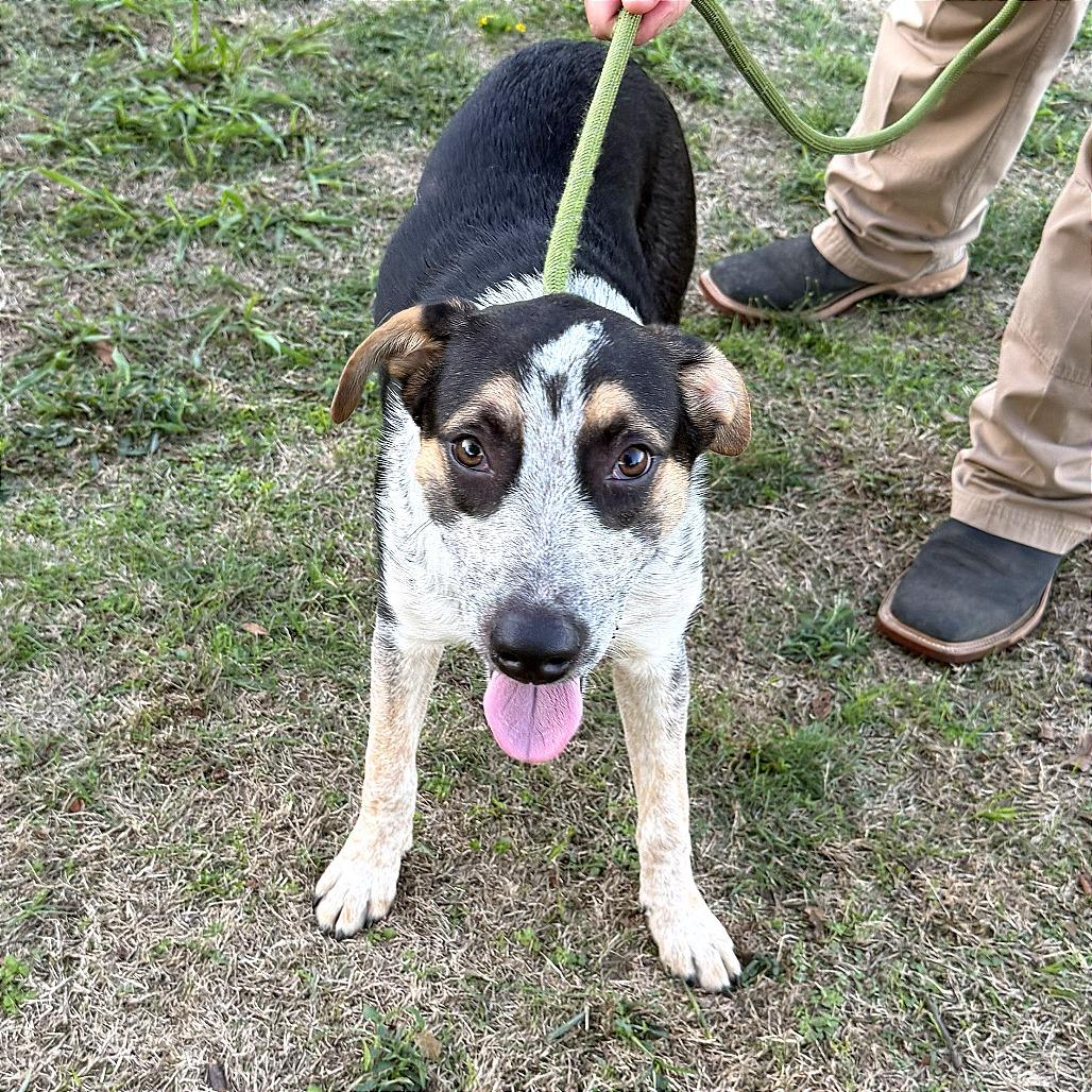 Enlarge Hal, a Adopted Australian Cattle Dog / Blue Heeler in Denison, TX image 5/5