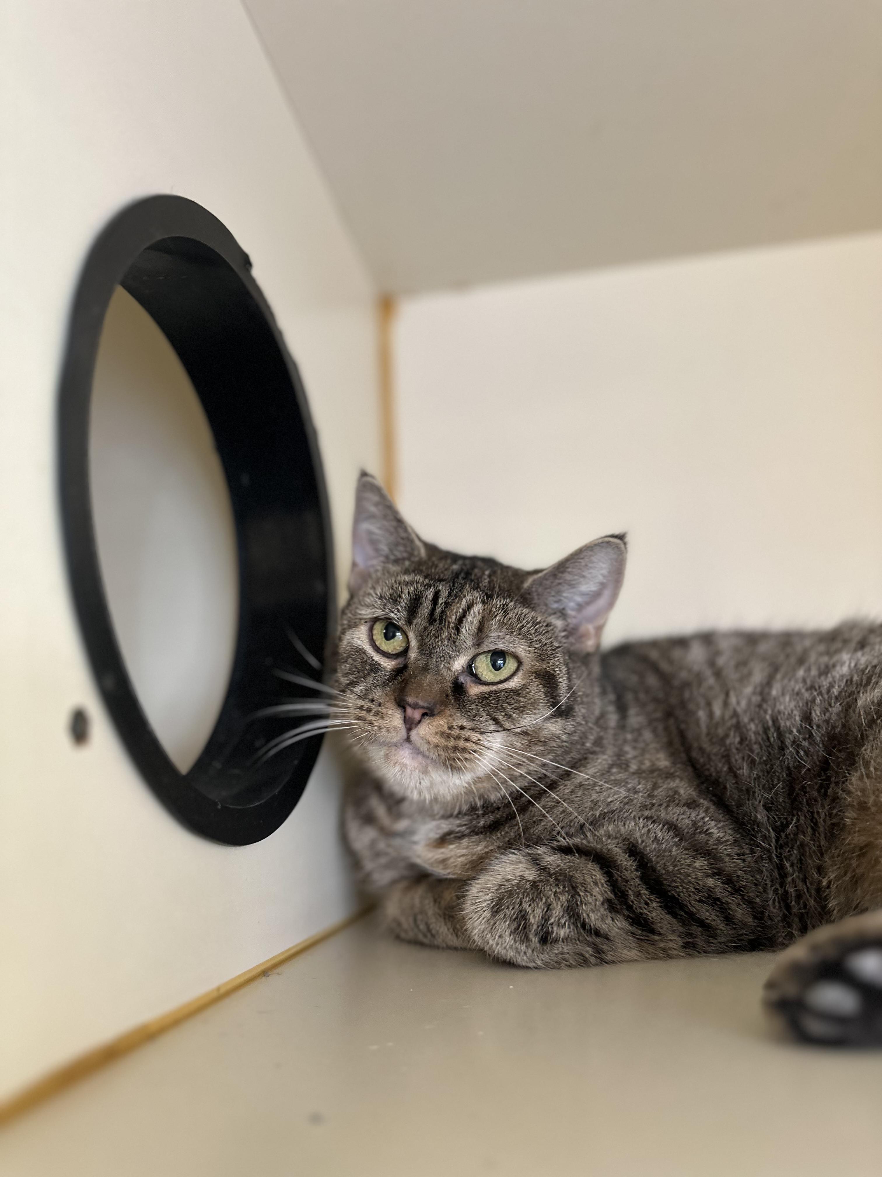 Lavender, a Adoptable Domestic Short Hair in Myerstown, PA image 2/2