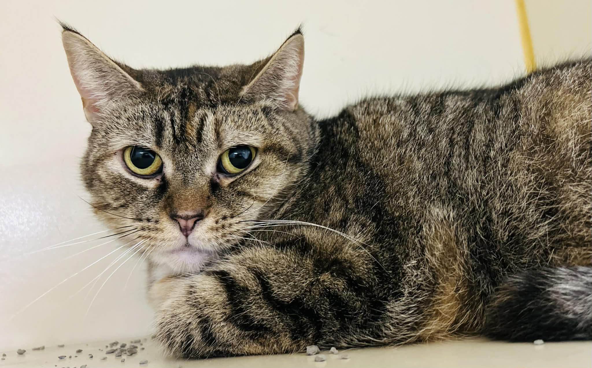 Lavender, Adoptable, Young Female Domestic Short Hair.
