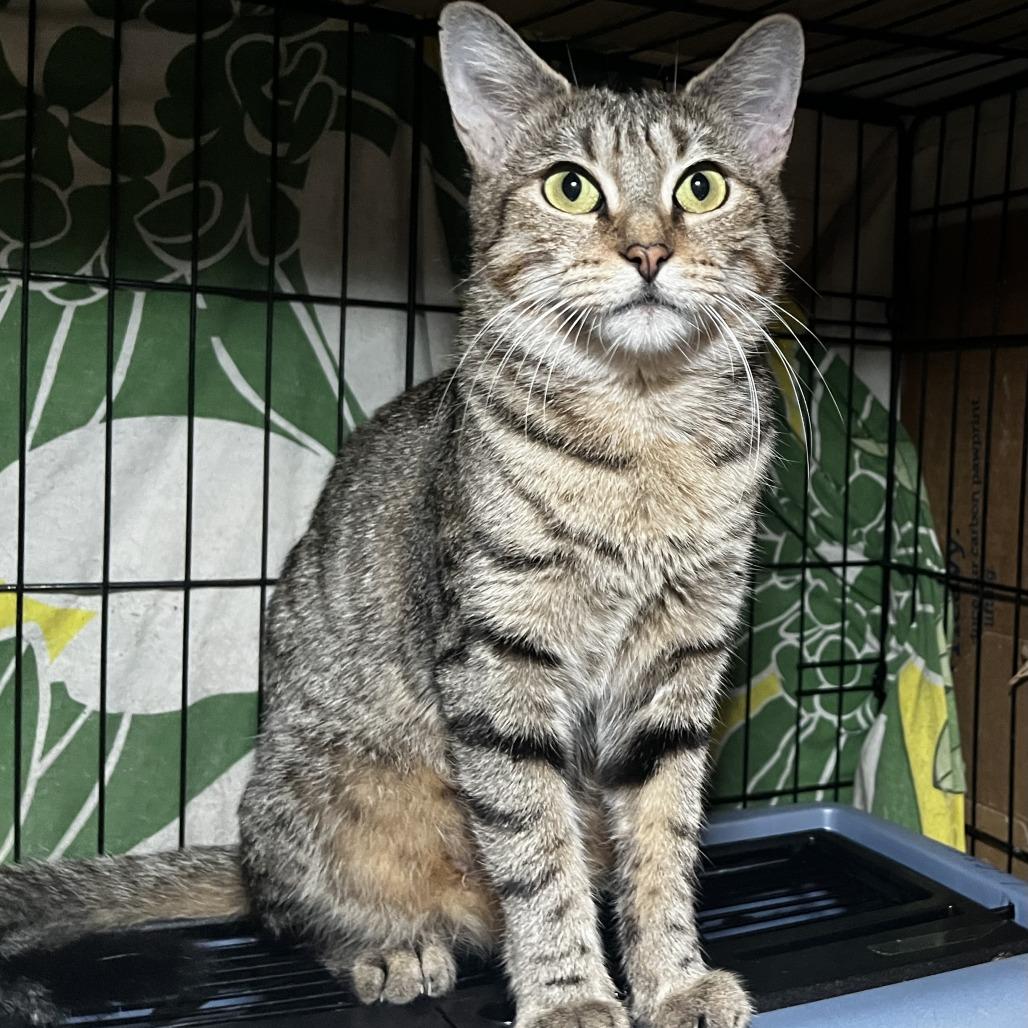 Enlarge Olivia 3, a Adoptable Domestic Short Hair in Middle Village, NY image 1/6