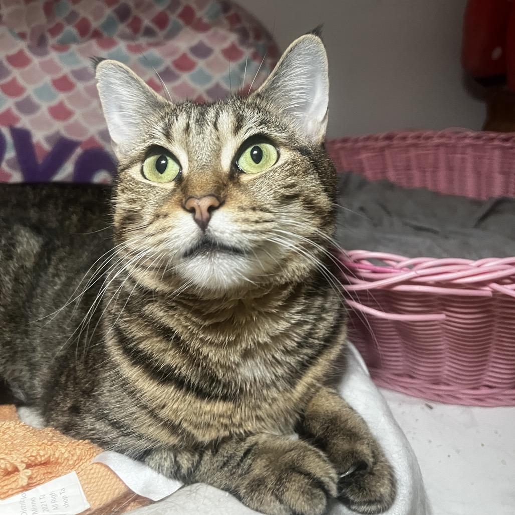 Enlarge Olivia 3, a Adoptable Domestic Short Hair in Middle Village, NY image 2/6
