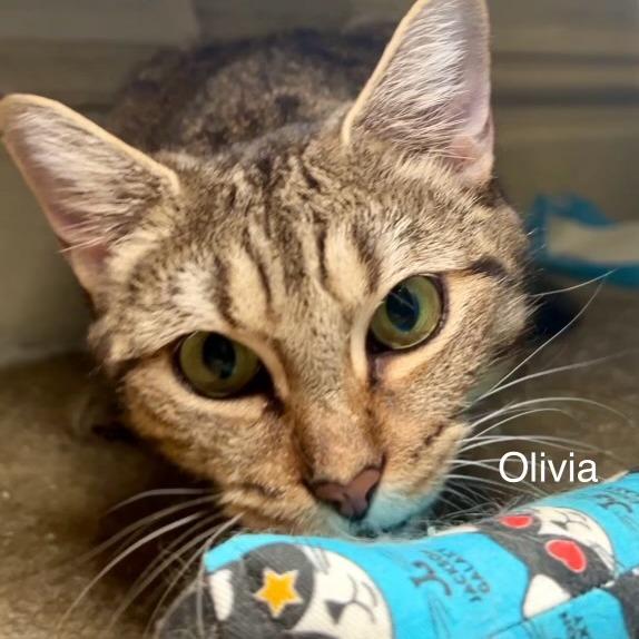 Enlarge Olivia 3, a Adoptable Domestic Short Hair in Middle Village, NY image 3/6