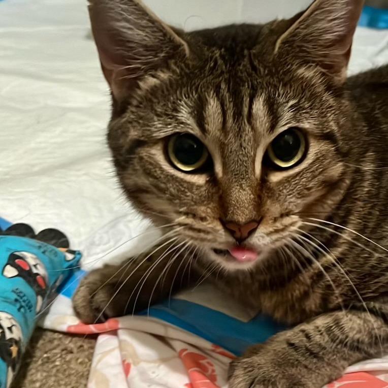 Enlarge Olivia 3, a Adoptable Domestic Short Hair in Middle Village, NY image 4/6