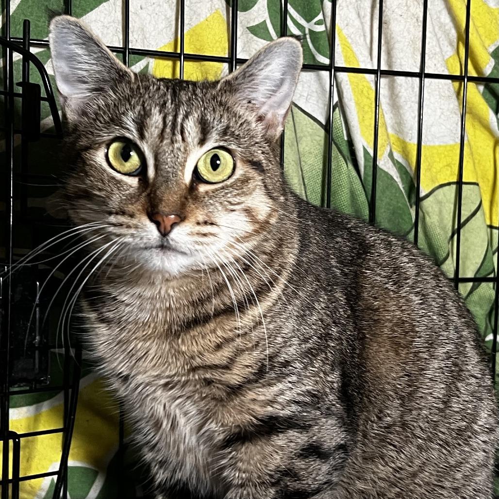 Enlarge Olivia 3, a Adoptable Domestic Short Hair in Middle Village, NY image 6/6