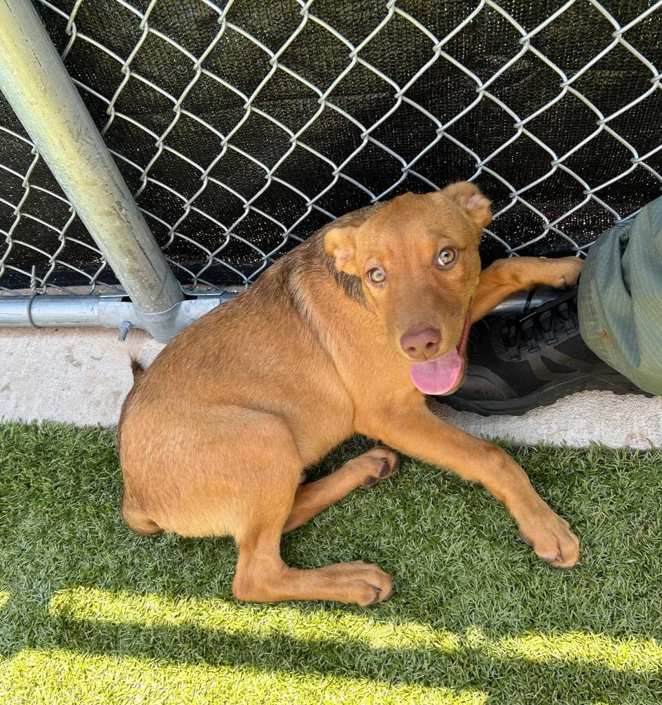 Enlarge Simba, a Adoptable mixed breed in Newcastle, OK image 1/3