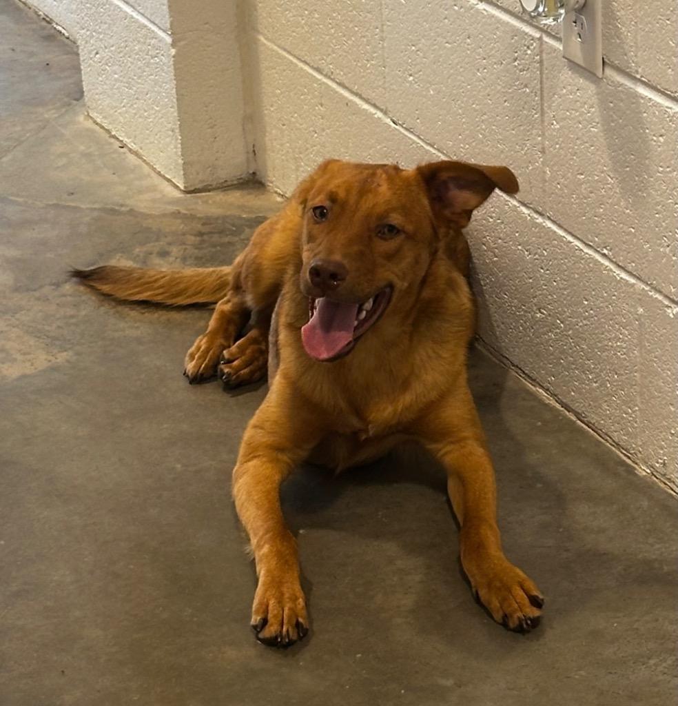 Enlarge Simba, a Adoptable mixed breed in Newcastle, OK image 2/3