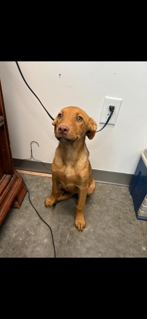 Enlarge Simba, a Adoptable mixed breed in Newcastle, OK image 3/3