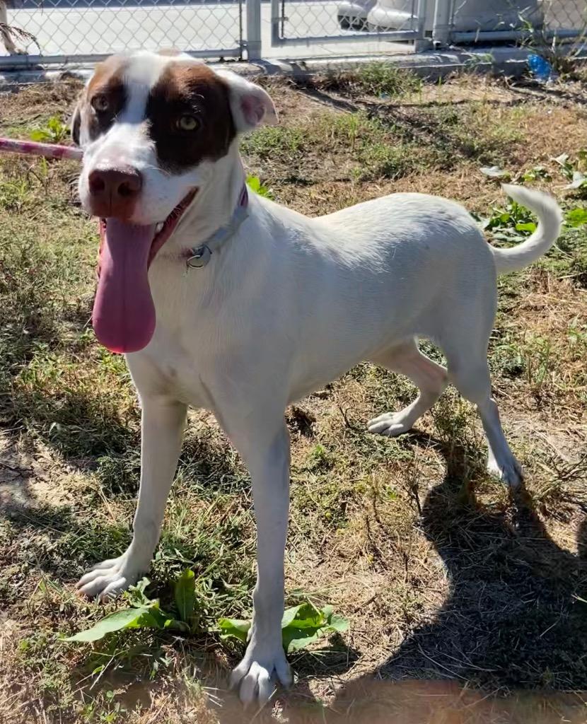 Enlarge Slim, a Adoptable mixed breed in Greenwood, MS image 1/3