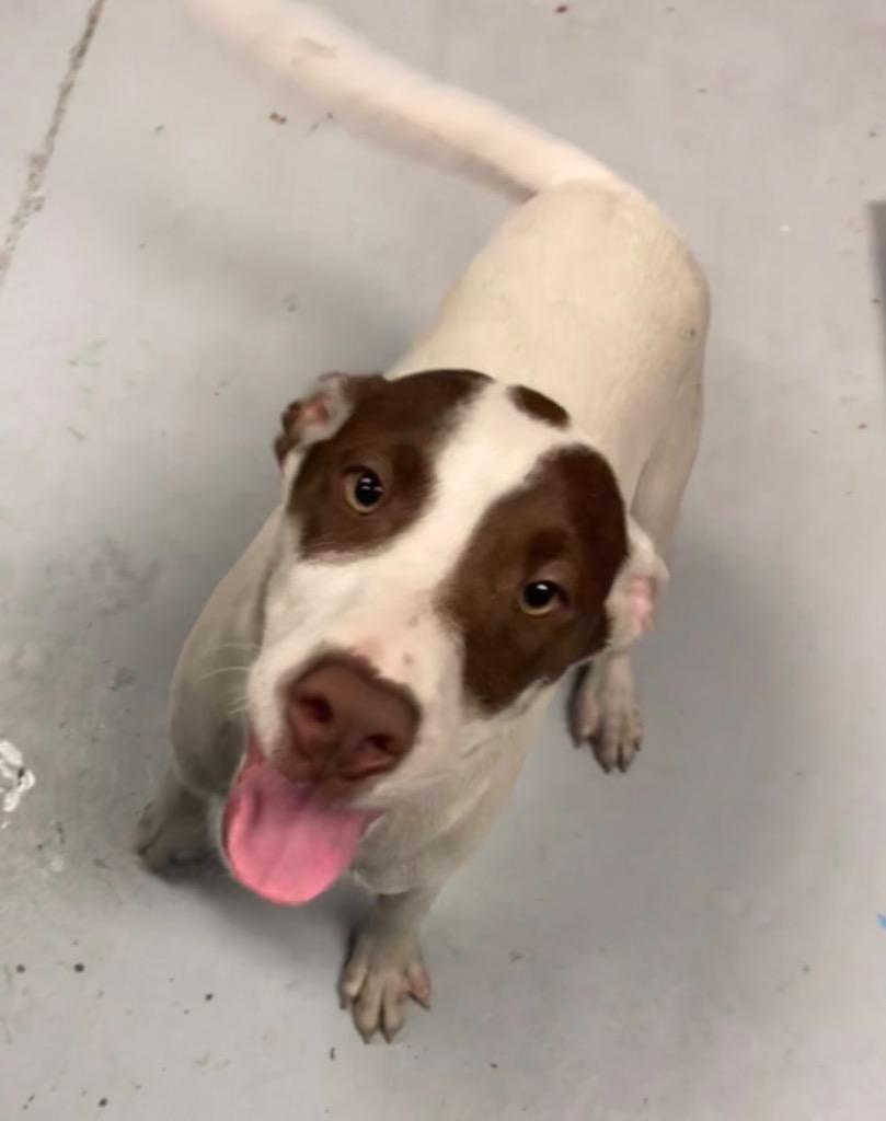 Enlarge Slim, a Adoptable mixed breed in Greenwood, MS image 3/3