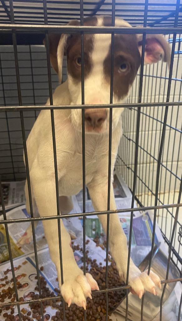 Enlarge Slim, a Adoptable mixed breed in Greenwood, MS image 3/3