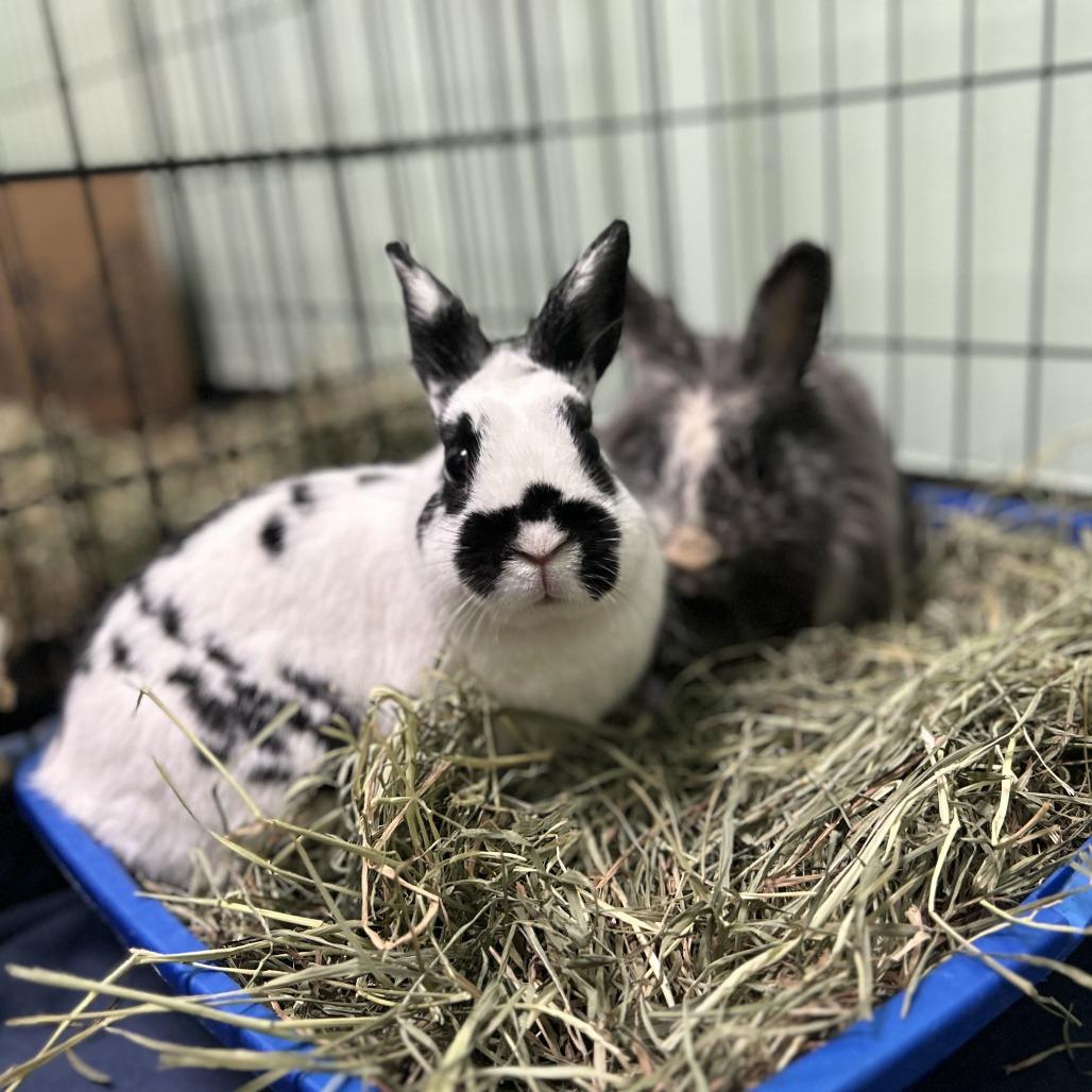Enlarge Magoo, a Adoptable Polish in Davenport, IA image 2/2