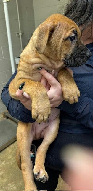 Enlarge Raj, an adopted mixed breed in Grass Valley, CA image 2/2