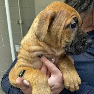 Raj, adopted, Puppy Male Mastiff.