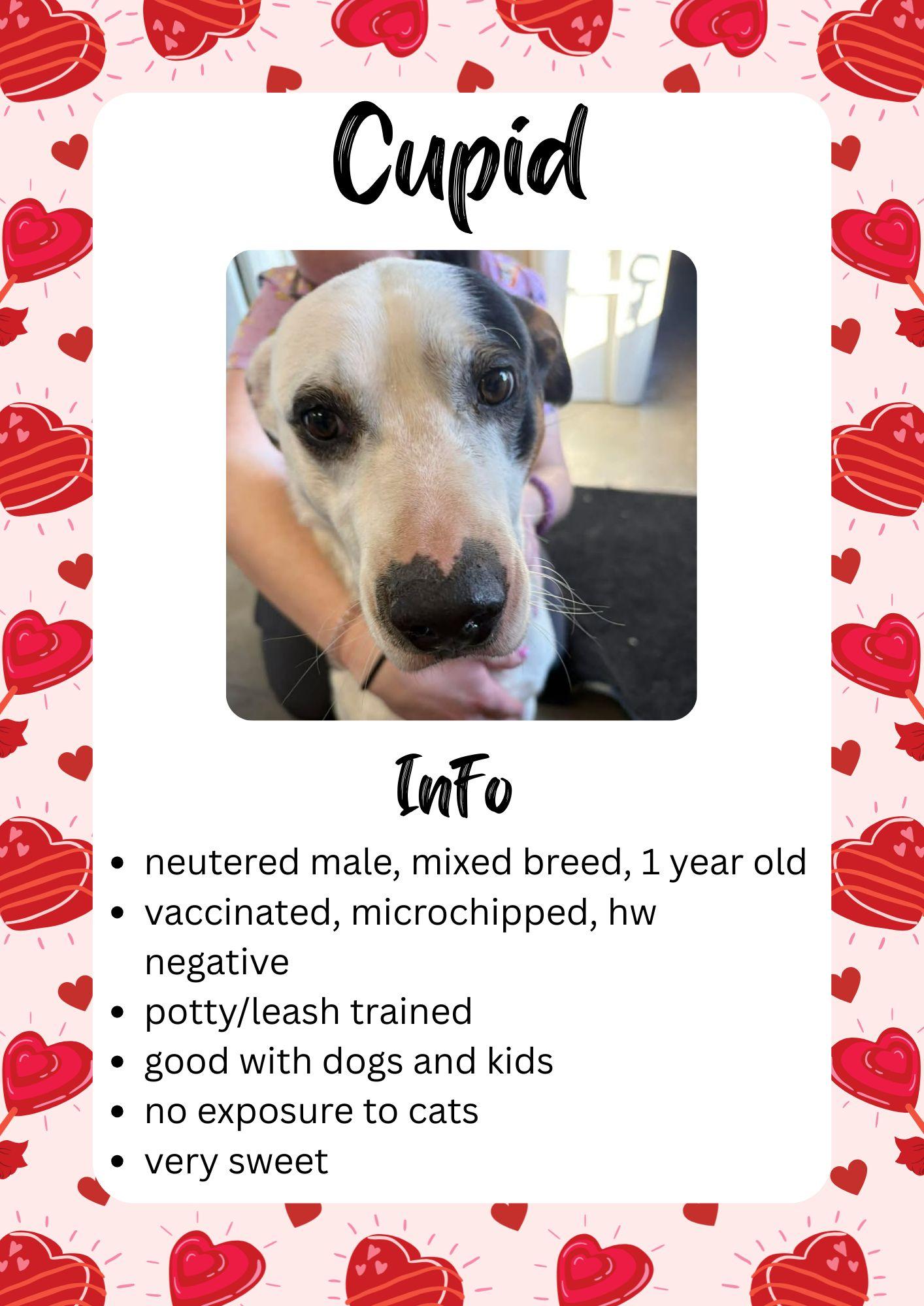 Cupid, ADOPTABLE, Adult Male Mixed Breed.