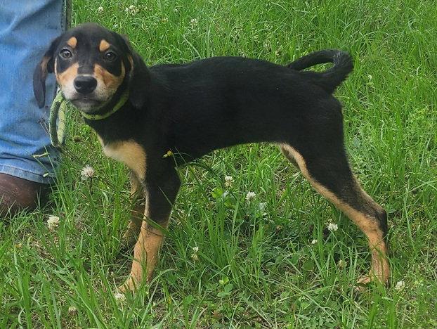 Enlarge 260600  Mulan, a Adoptable mixed breed in Wetumpka, AL image 1/3