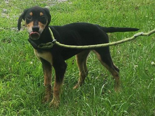 Enlarge 260600  Mulan, a Adoptable mixed breed in Wetumpka, AL image 2/3