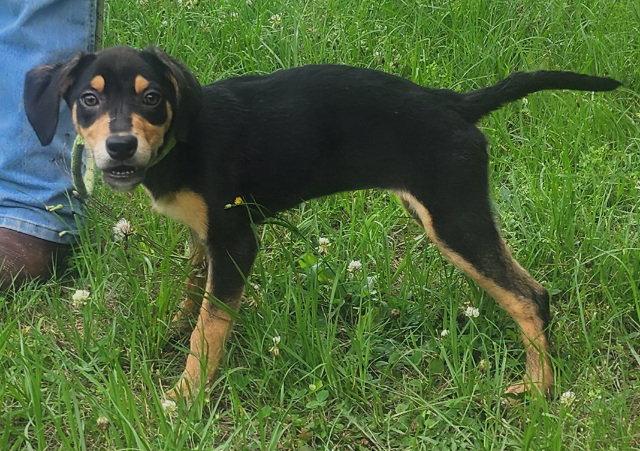 Enlarge 260600  Mulan, a Adoptable mixed breed in Wetumpka, AL image 3/3