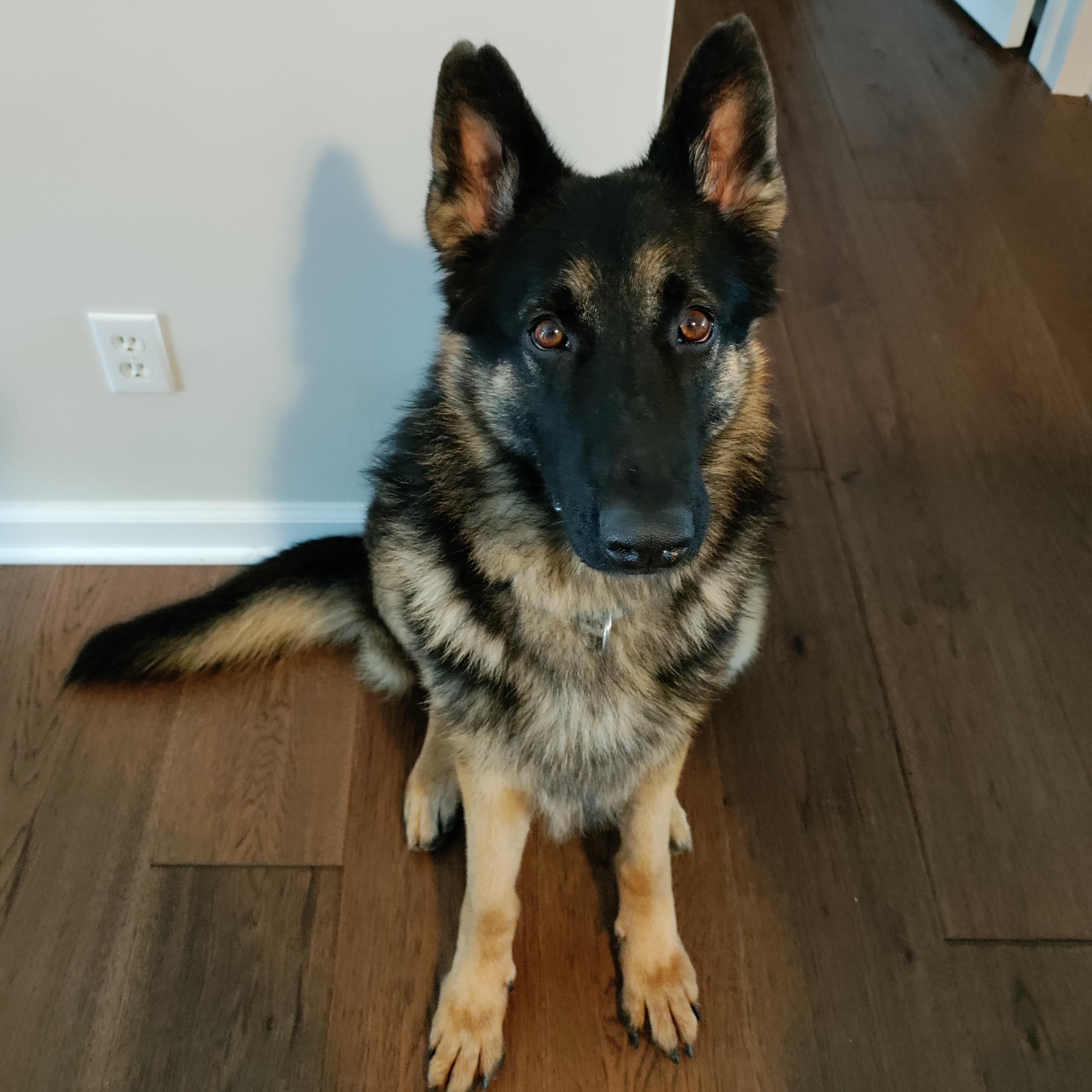 Enlarge Shiloh, a Adoptable German Shepherd Dog in Detroit, MI image 3/5