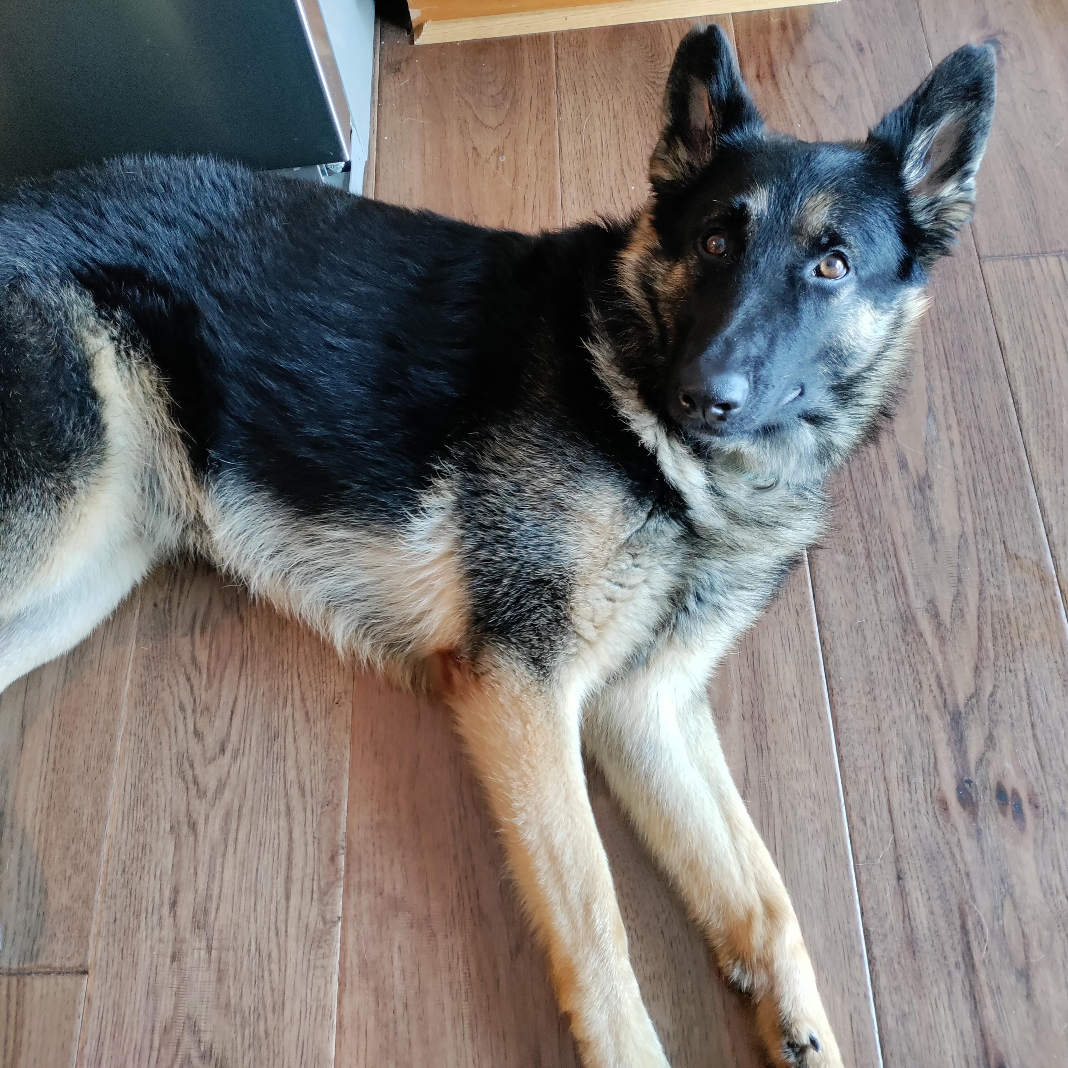 Enlarge Shiloh, a Adoptable German Shepherd Dog in Detroit, MI image 5/5