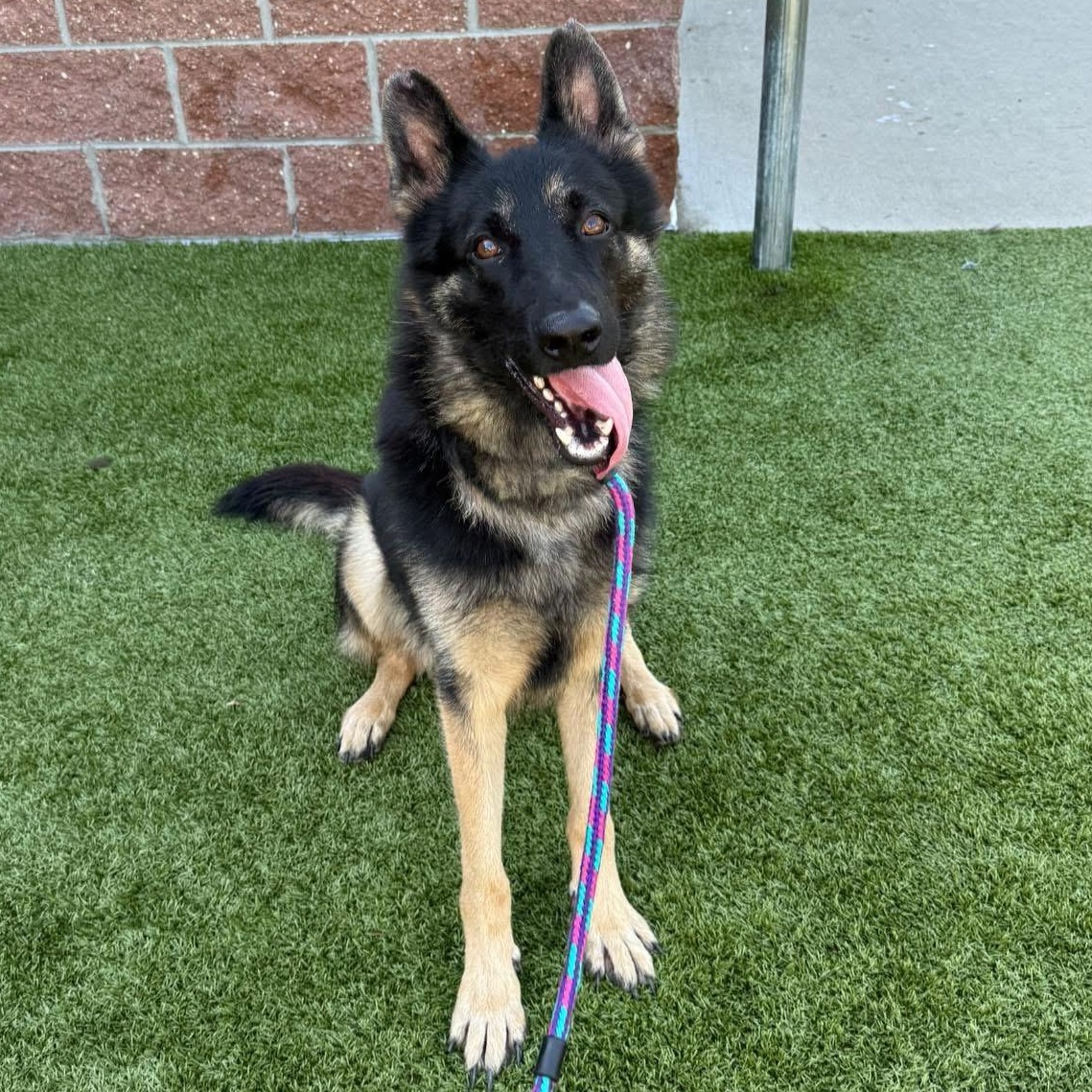 Shiloh, a Adoptable German Shepherd Dog in Detroit, MI image 2/3