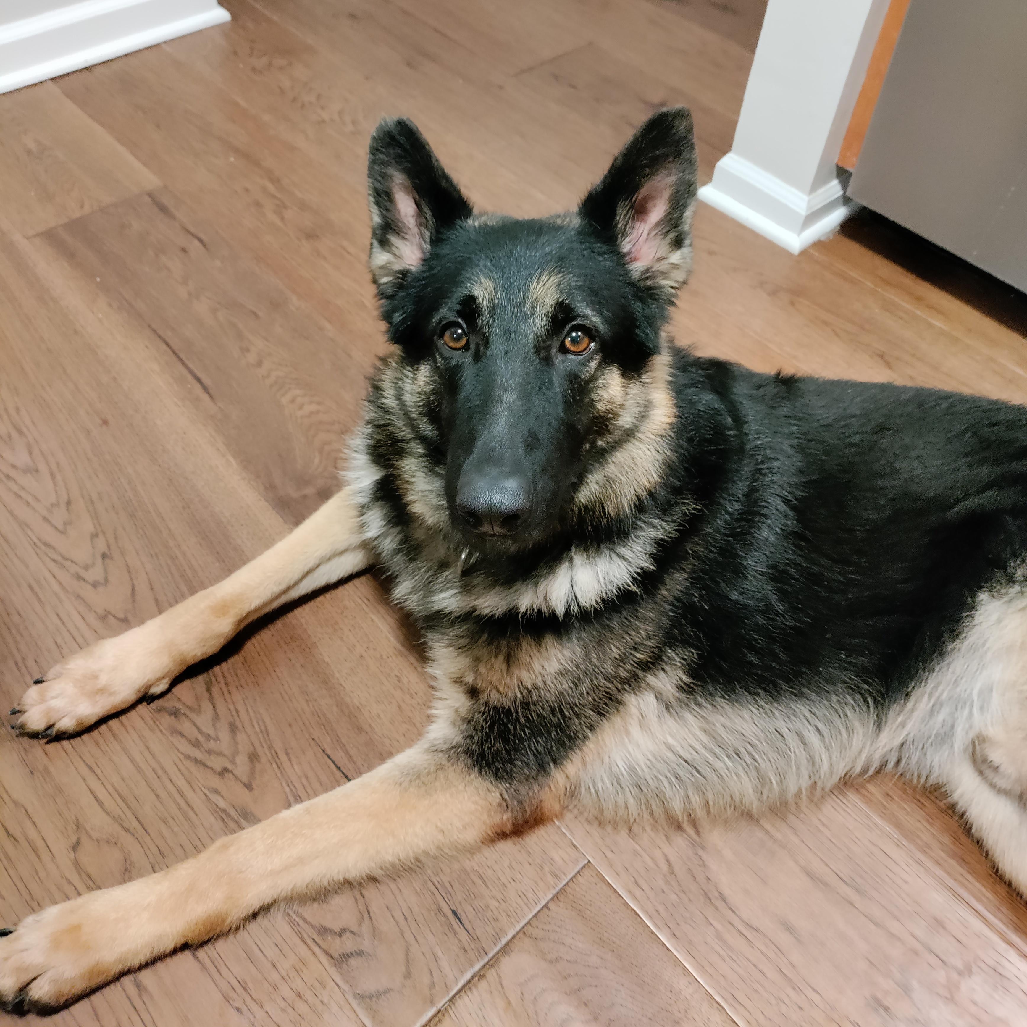 Enlarge Shiloh, a Adoptable German Shepherd Dog in Detroit, MI image 4/5