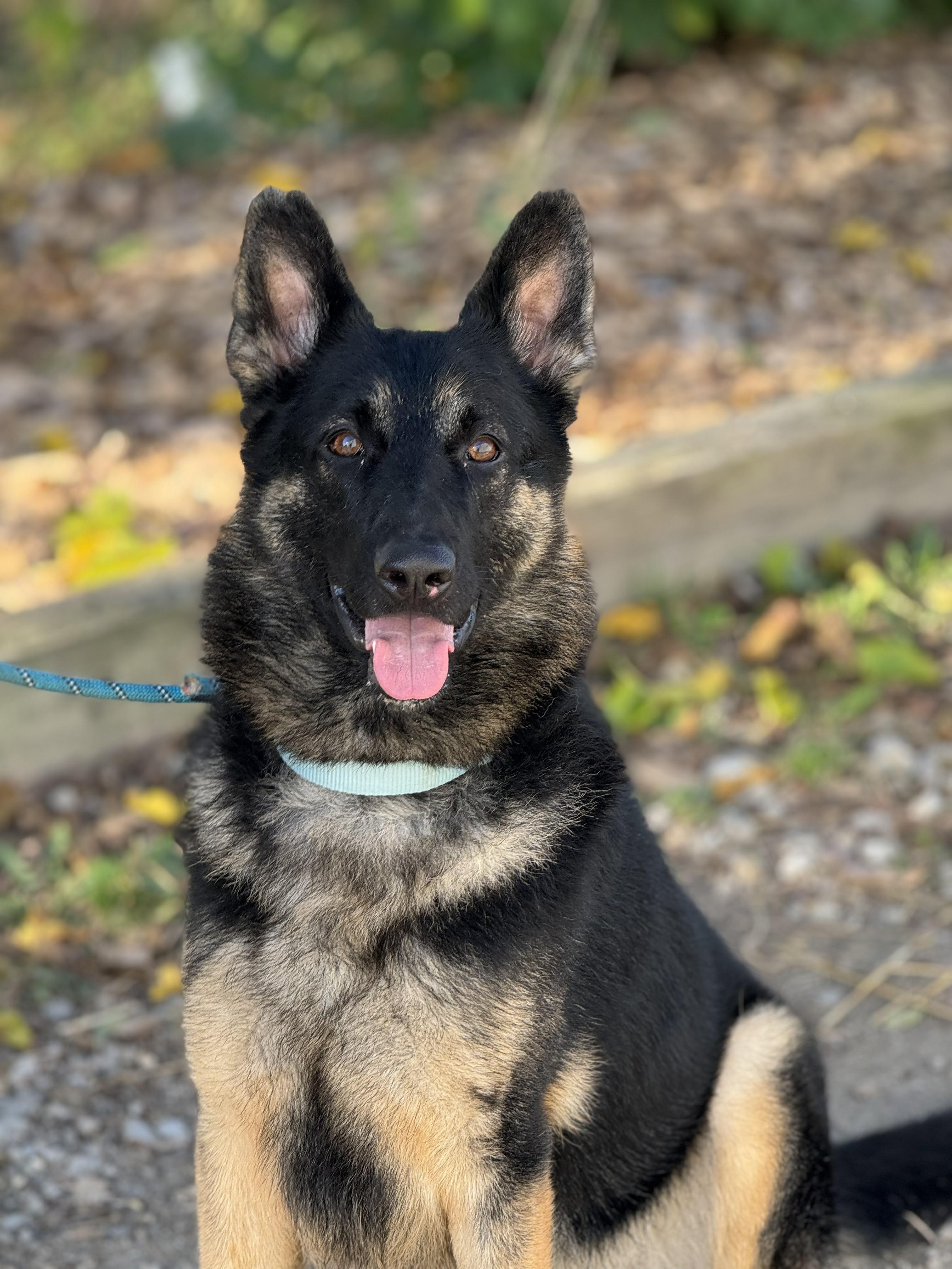 Shiloh, a Adoptable German Shepherd Dog in Detroit, MI image 3/3