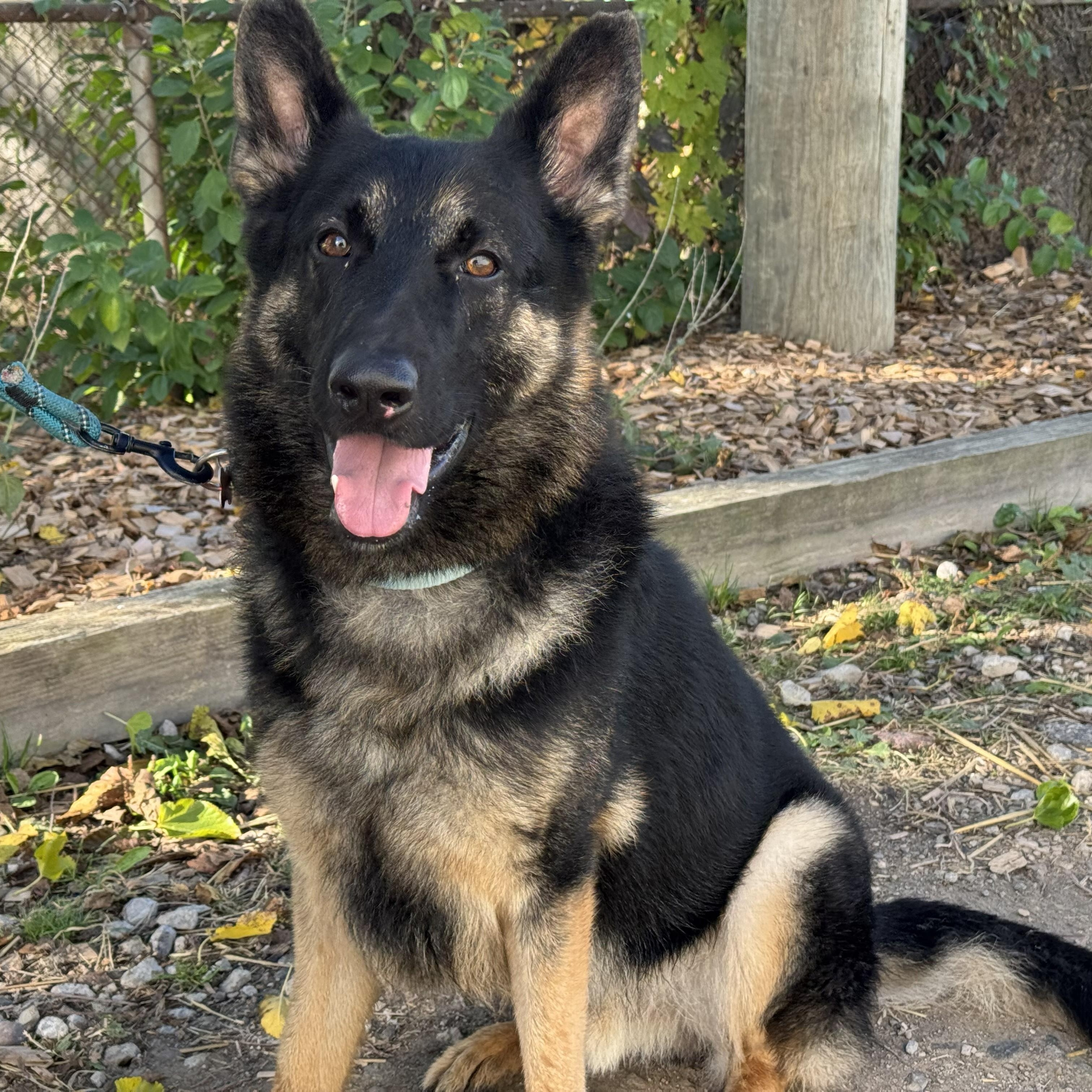 Shiloh, a Adoptable German Shepherd Dog in Detroit, MI image 1/3