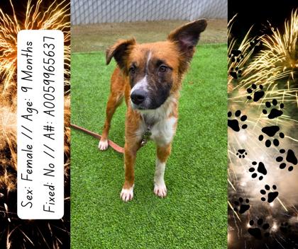 Ella, Adoptable, Puppy Female Mixed Breed & Mixed Breed.