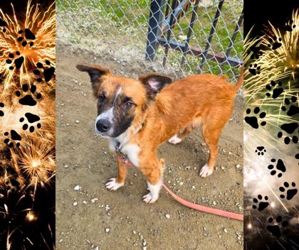 Enlarge Ella, a Adoptable mixed breed in Fresno, CA image 2/3