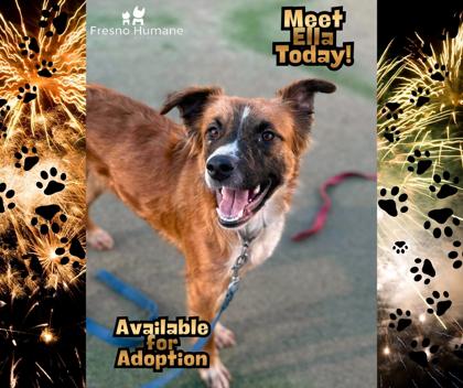 Enlarge Ella, a Adoptable mixed breed in Fresno, CA image 3/3