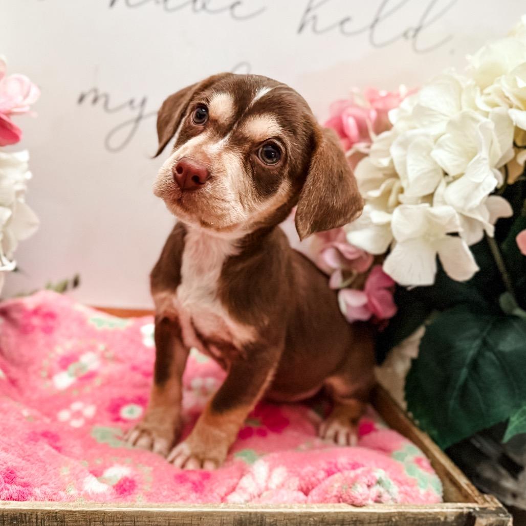 Renesme, Adoptable, Puppy Female Dachshund & Dachshund.