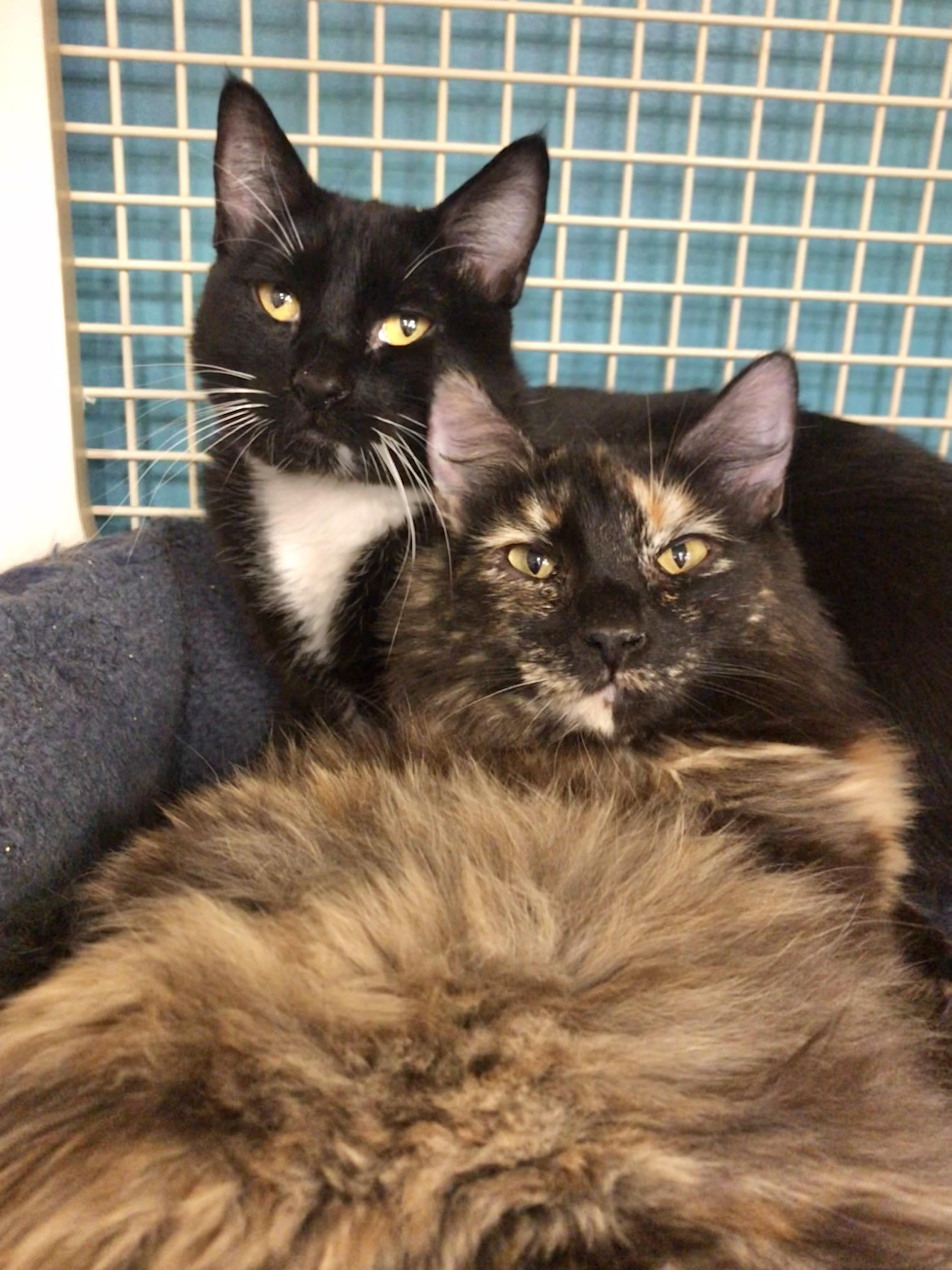 Enlarge Mountain Ringlet, a Adoptable mixed breed in Vallejo, CA image 1/5