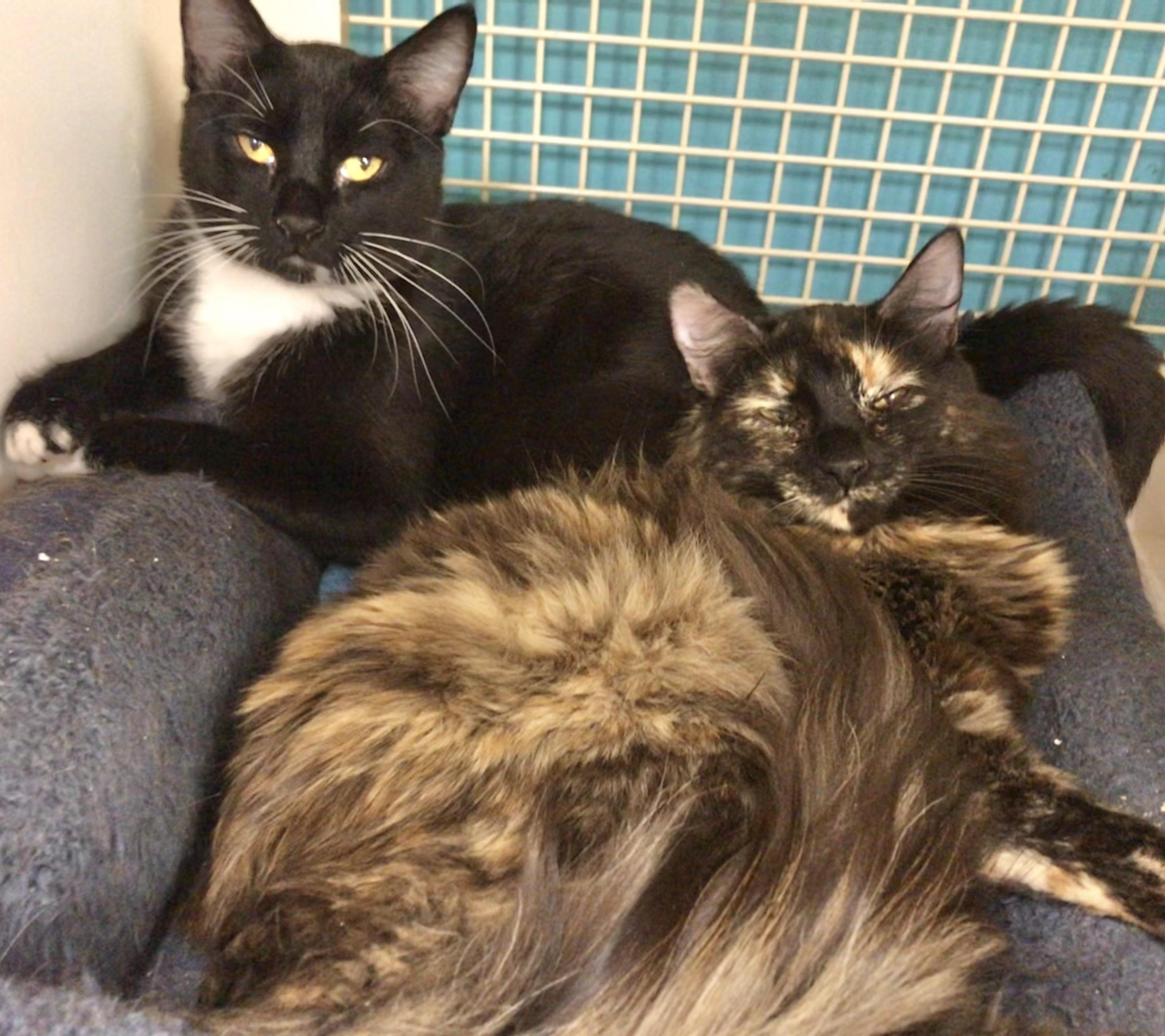 Enlarge Mountain Ringlet, a Adoptable mixed breed in Vallejo, CA image 2/5