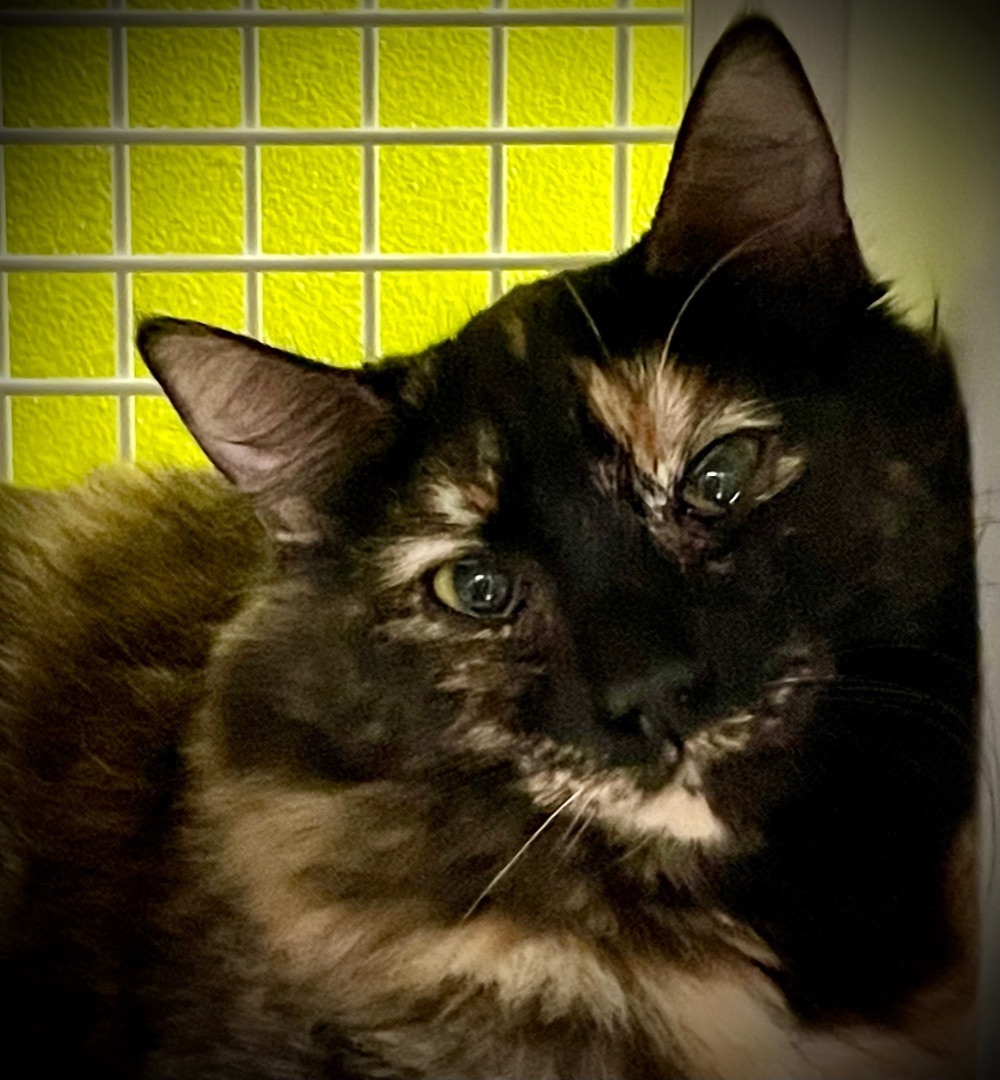 Enlarge Mountain Ringlet, a Adoptable mixed breed in Vallejo, CA image 3/5