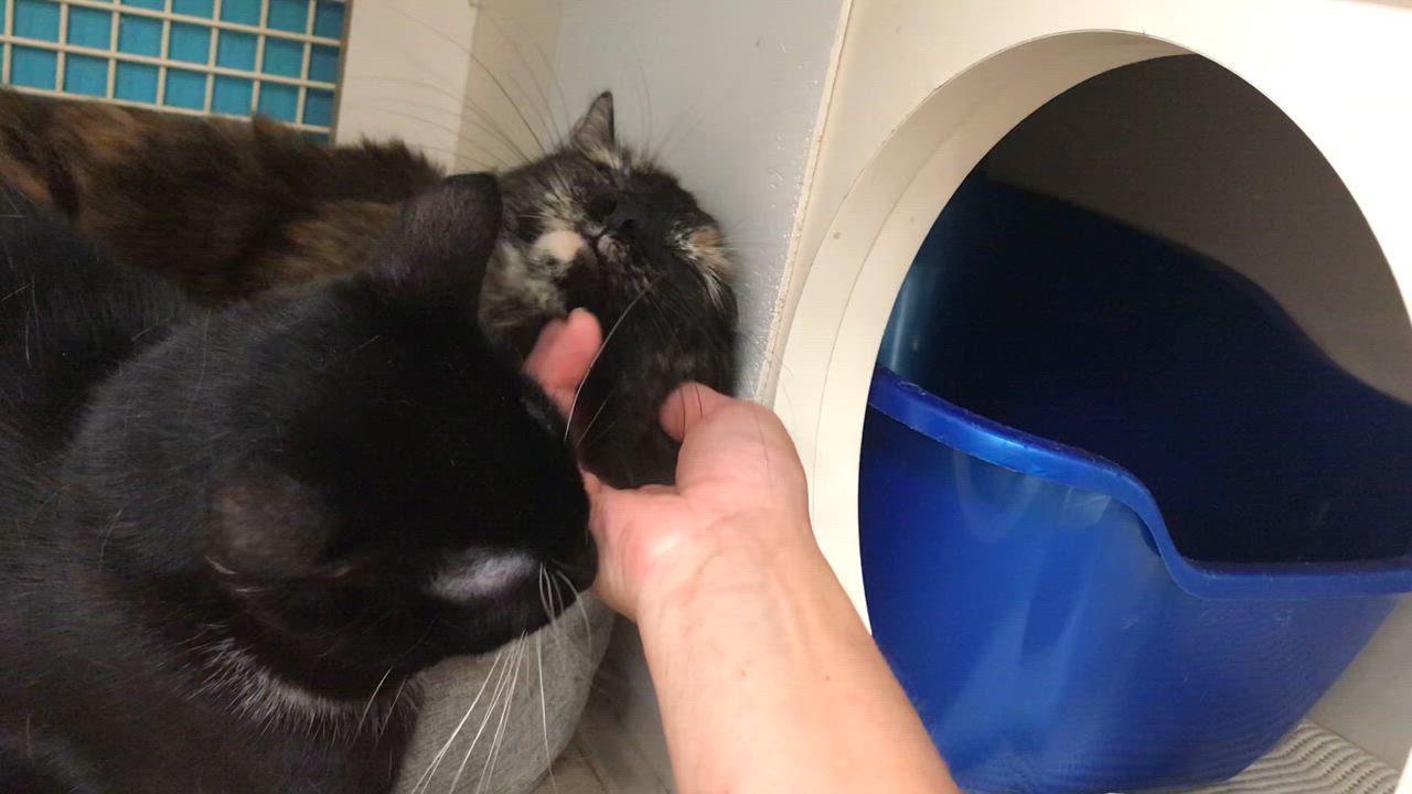 Enlarge Mountain Ringlet, a Adoptable mixed breed in Vallejo, CA video 4/5