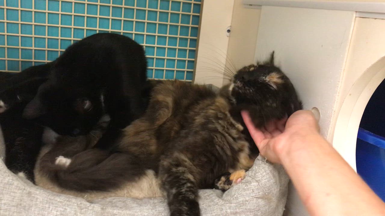 Enlarge Mountain Ringlet, a Adoptable mixed breed in Vallejo, CA video 5/5