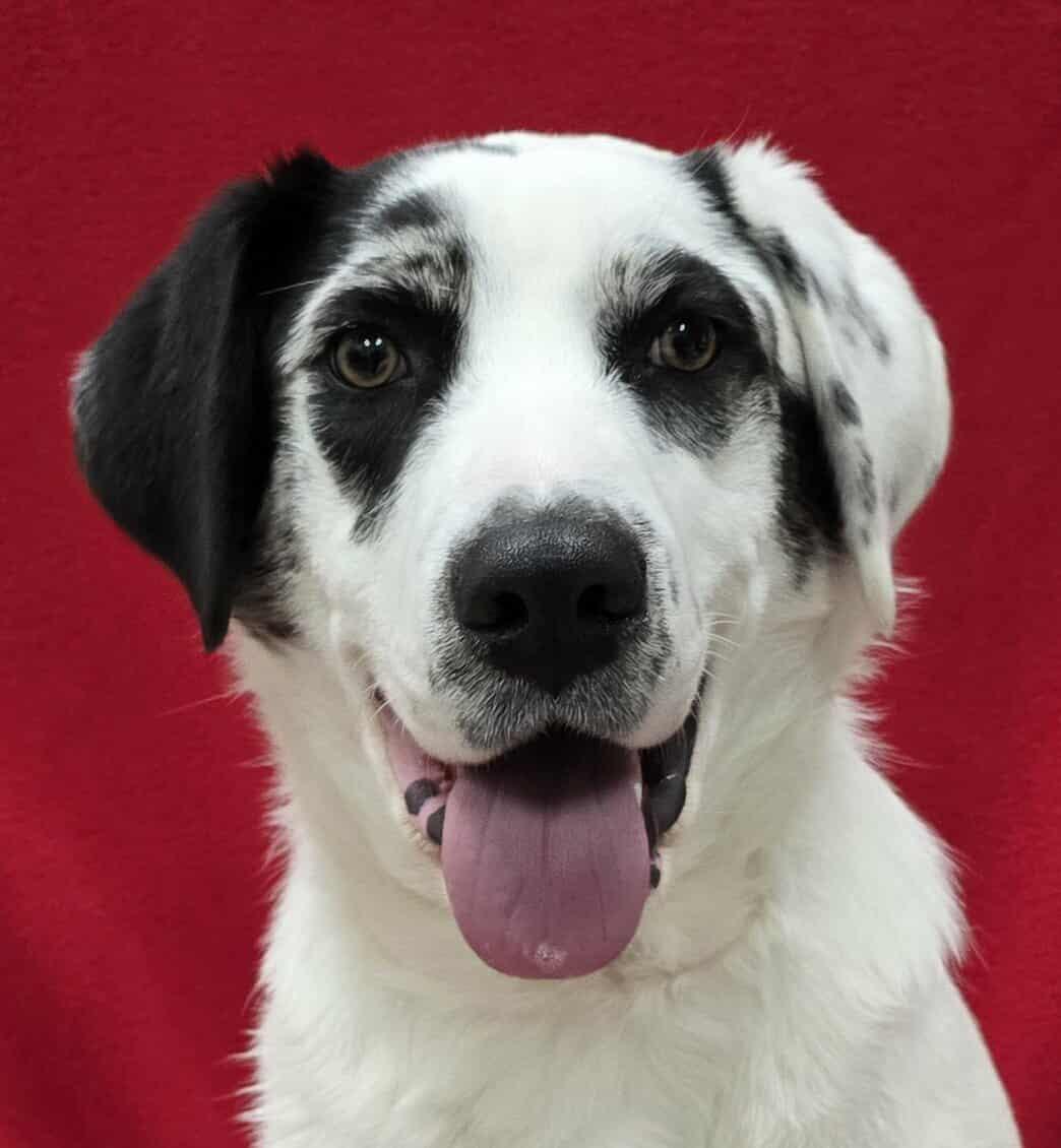 Enlarge Jenkins, an adopted Mixed Breed in Frankfort, IN image 4/4