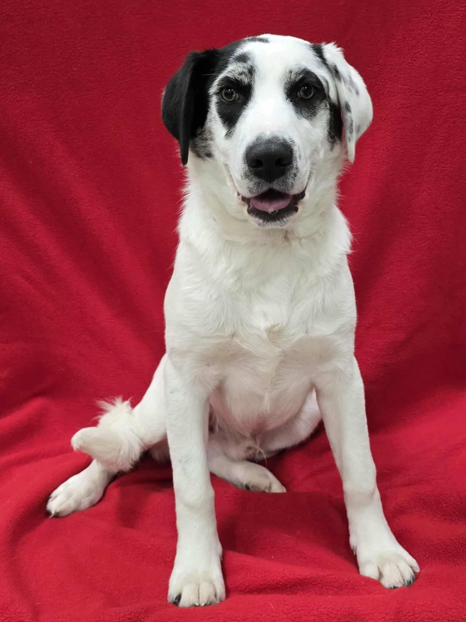 Jenkins, adopted, Young Male Mixed Breed.