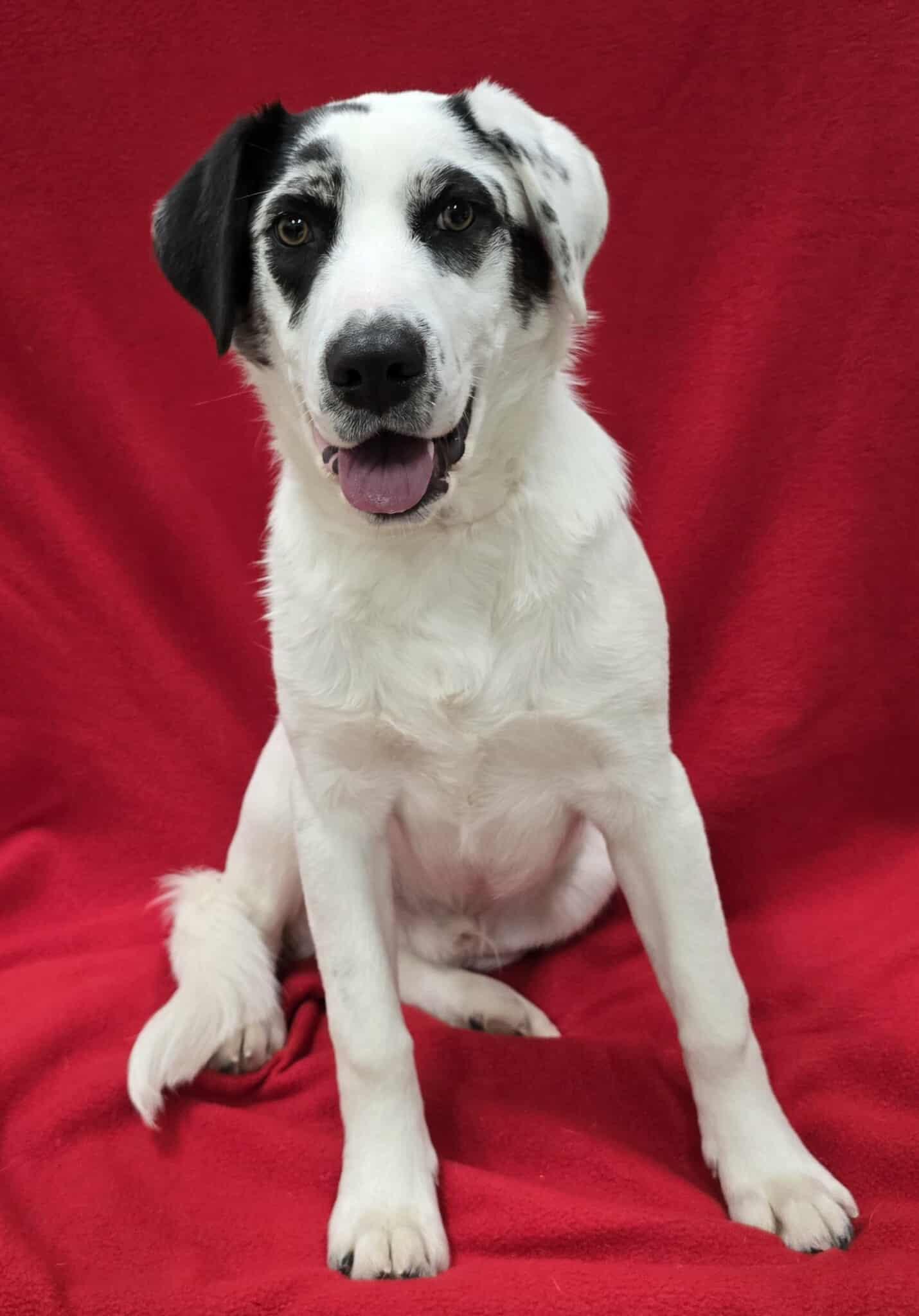 Enlarge Jenkins, an adopted Mixed Breed in Frankfort, IN image 3/4