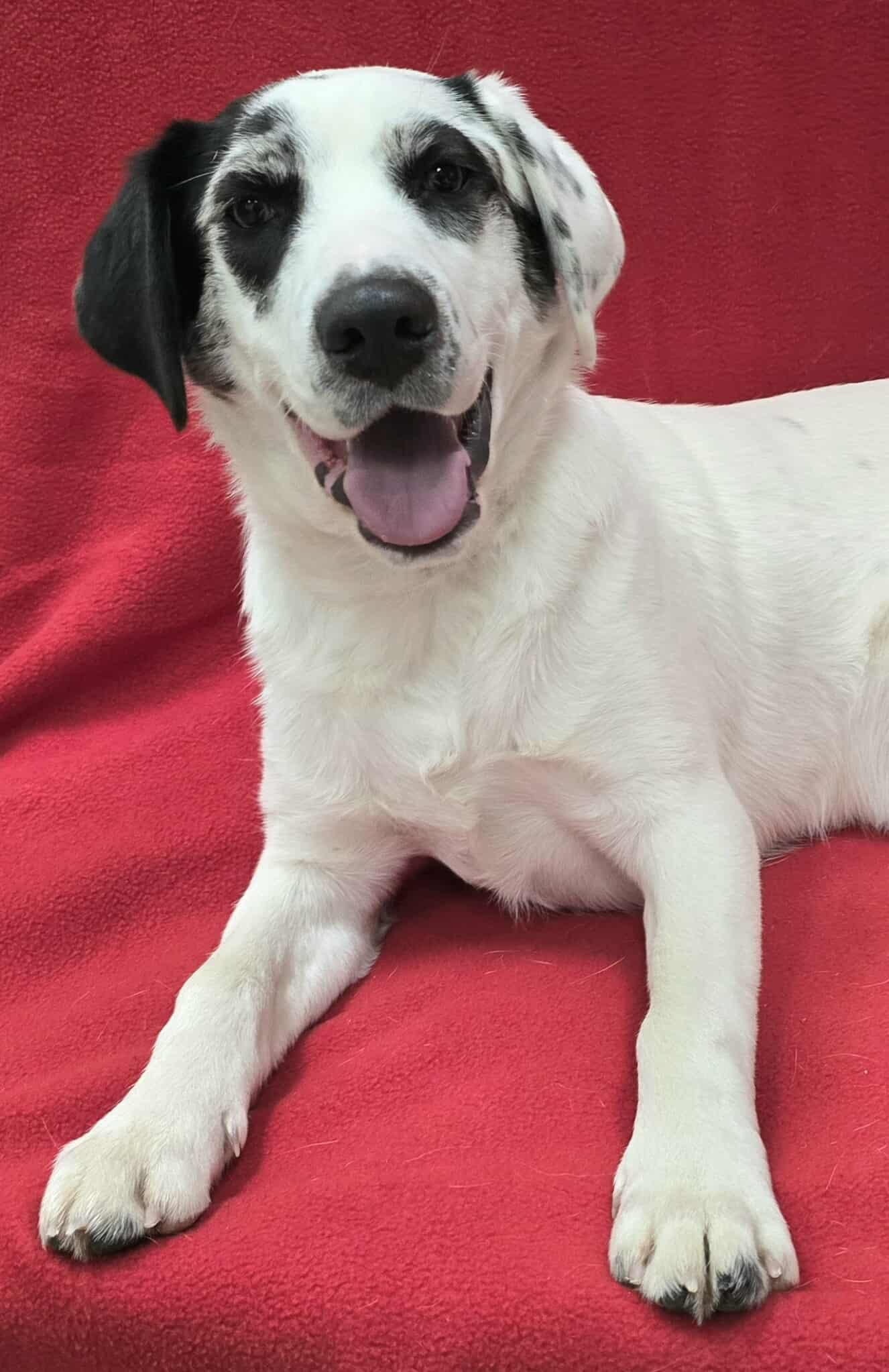 Enlarge Jenkins, an adopted Mixed Breed in Frankfort, IN image 2/4