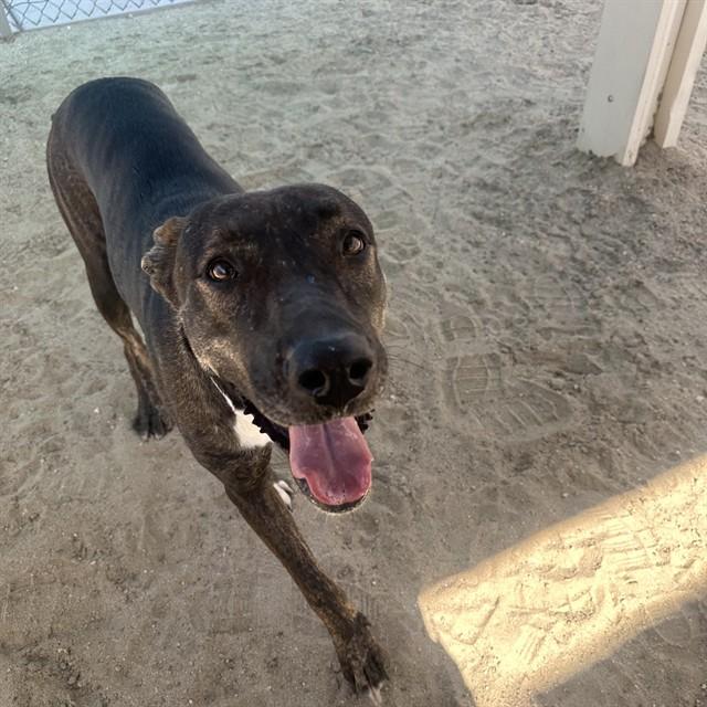 GITANA, Adoptable, Young Female Labrador Retriever & Mixed Breed.