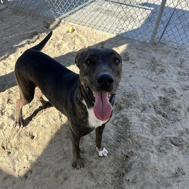 Enlarge GITANA, a Adoptable mixed breed in Thousand Palms, CA image 1/1