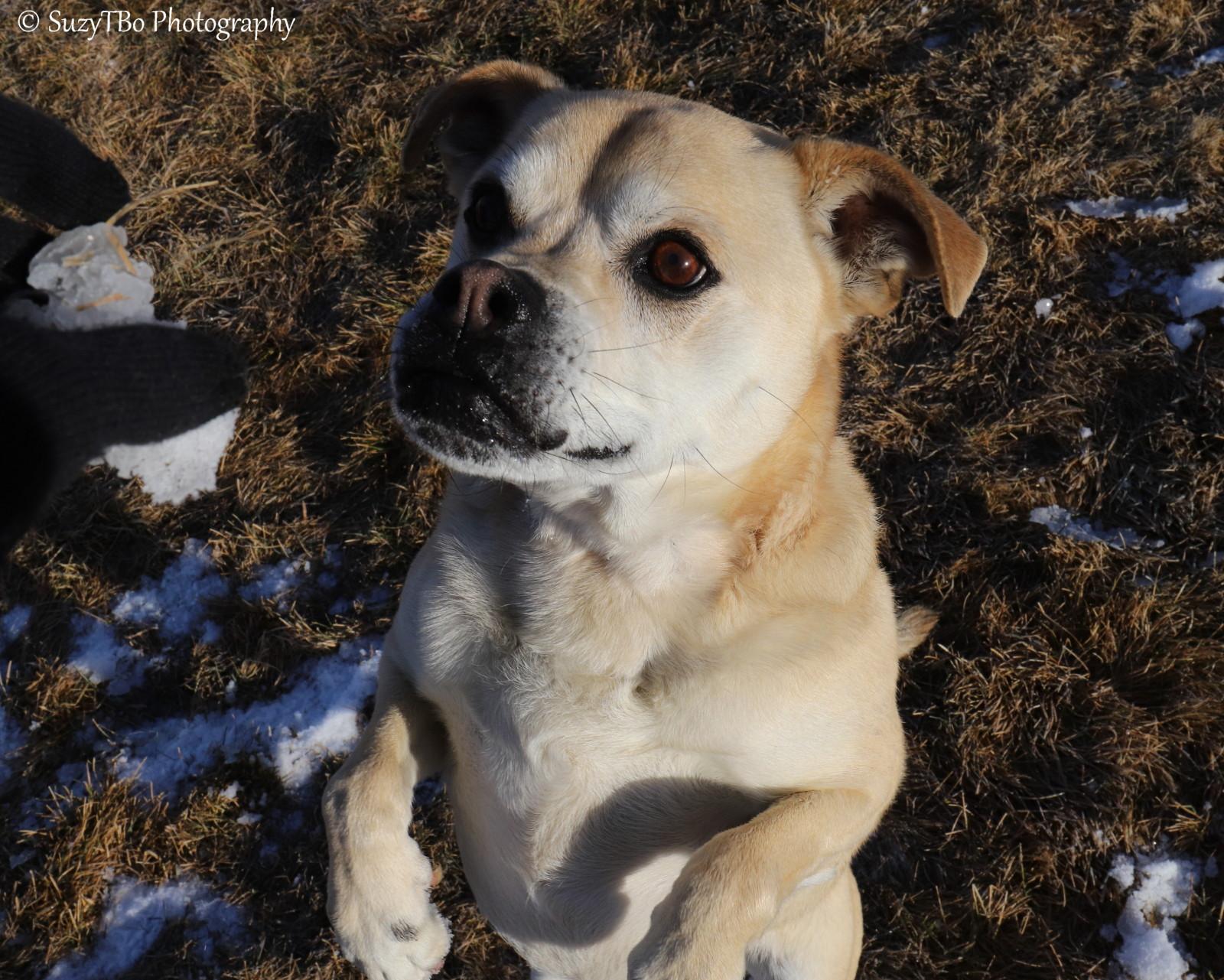 Ziggy, ADOPTABLE, Adult Male Mixed Breed.
