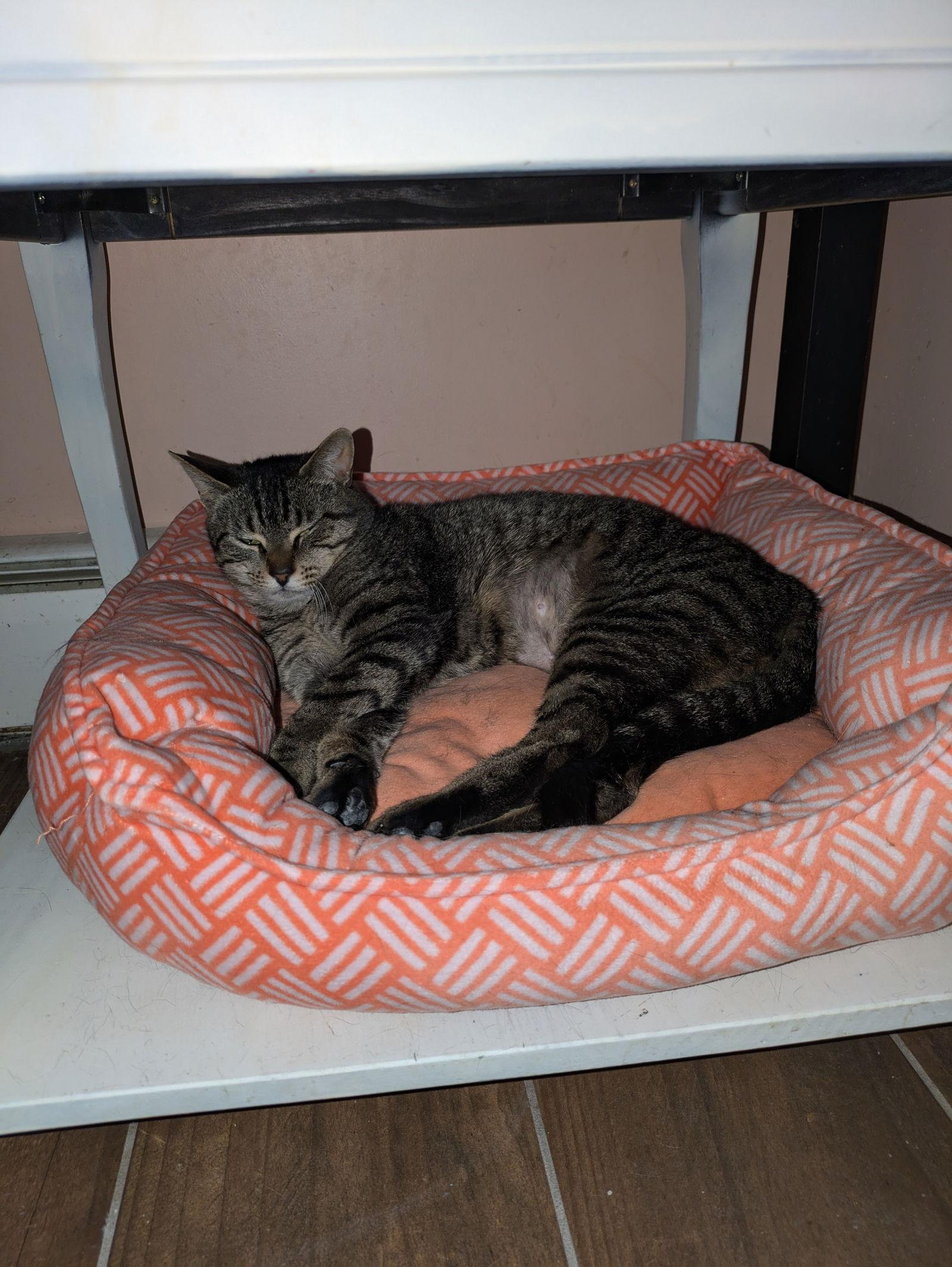 Garlic, Adoptable, Young Female Domestic Short Hair.