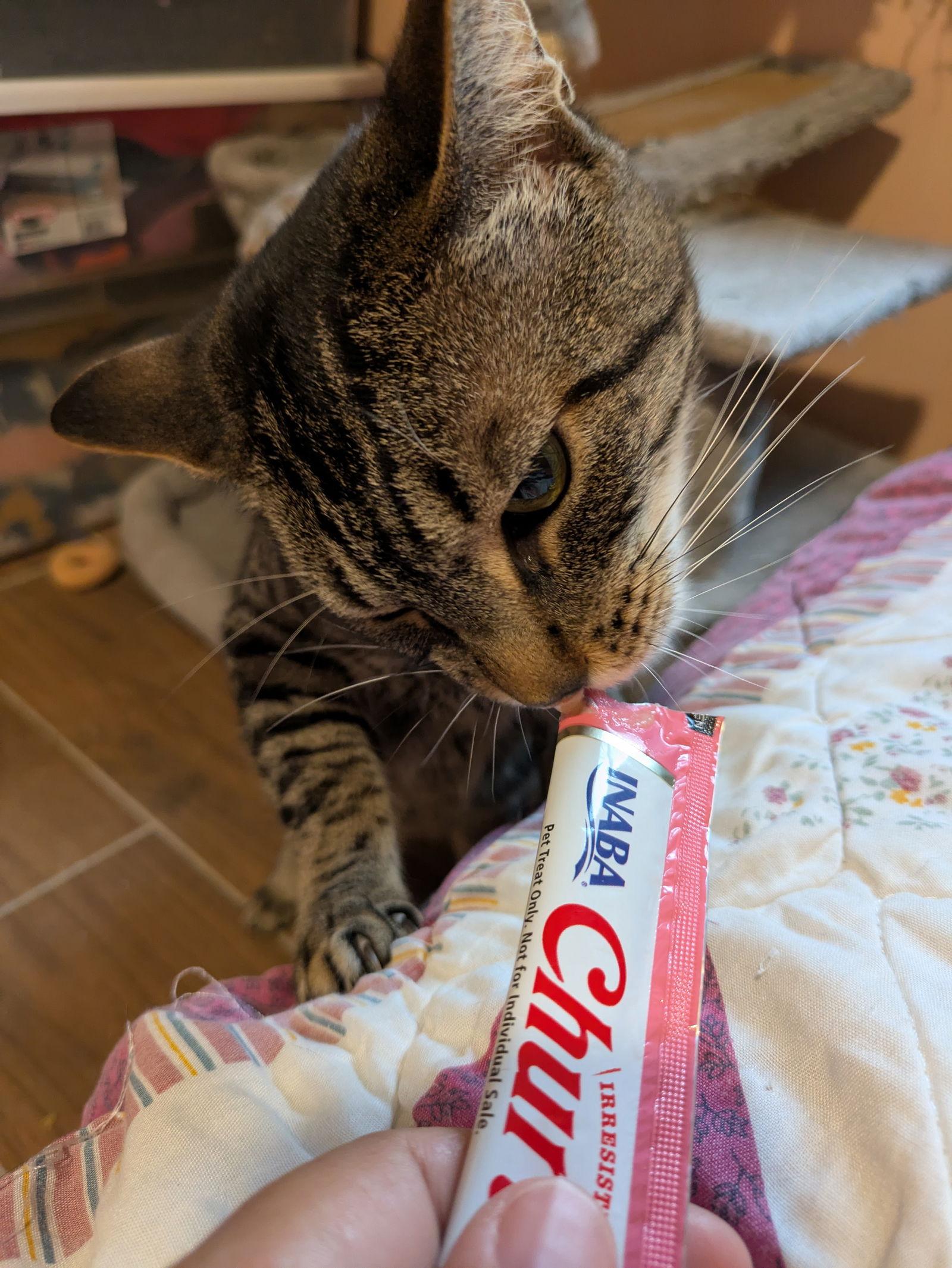 Enlarge Garlic, a Adoptable Domestic Short Hair in Stewartsville, NJ image 2/3