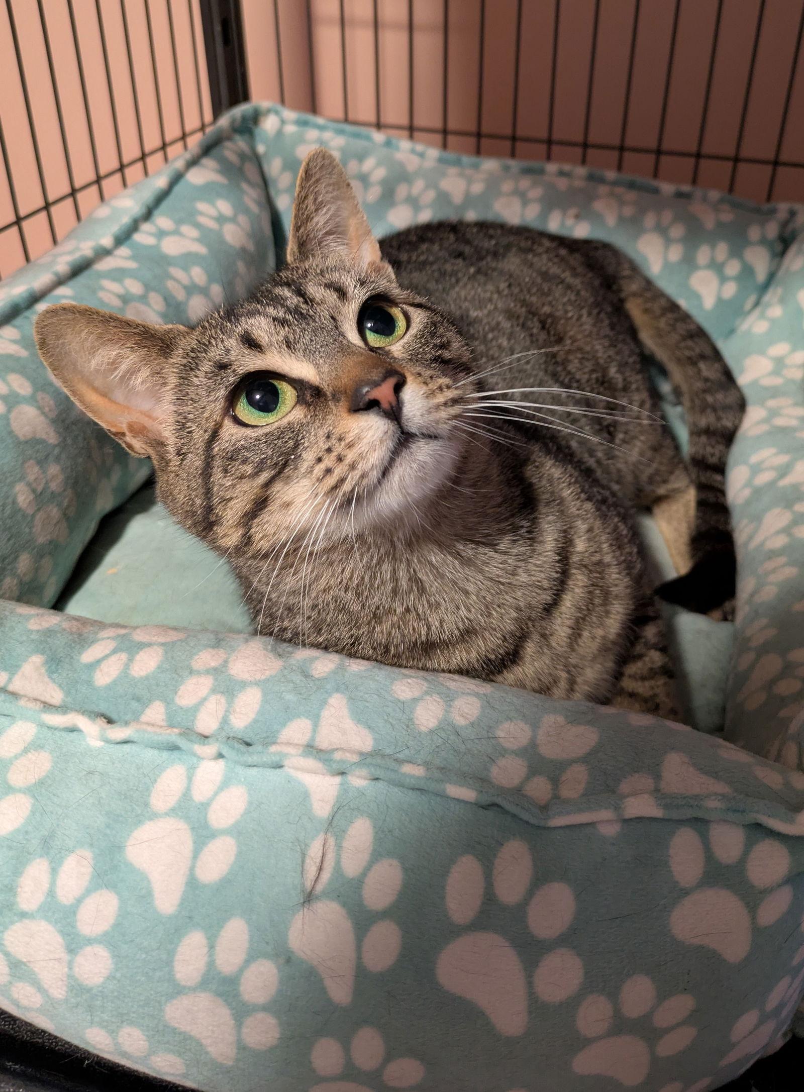 Enlarge Garlic, a Adoptable Domestic Short Hair in Stewartsville, NJ image 3/3