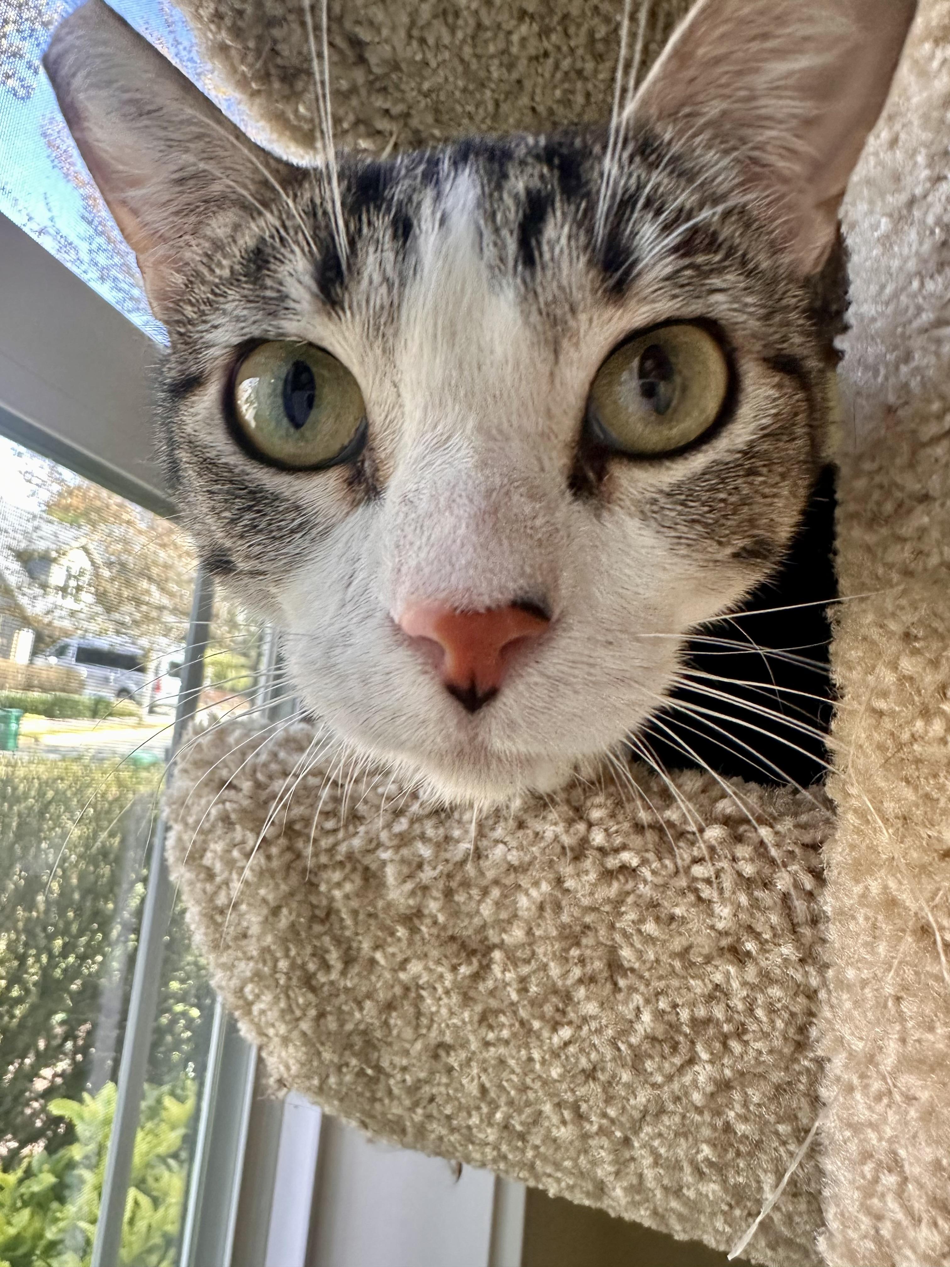 Enlarge Misty, an adopted Tabby in Woodinville, WA image 2/4